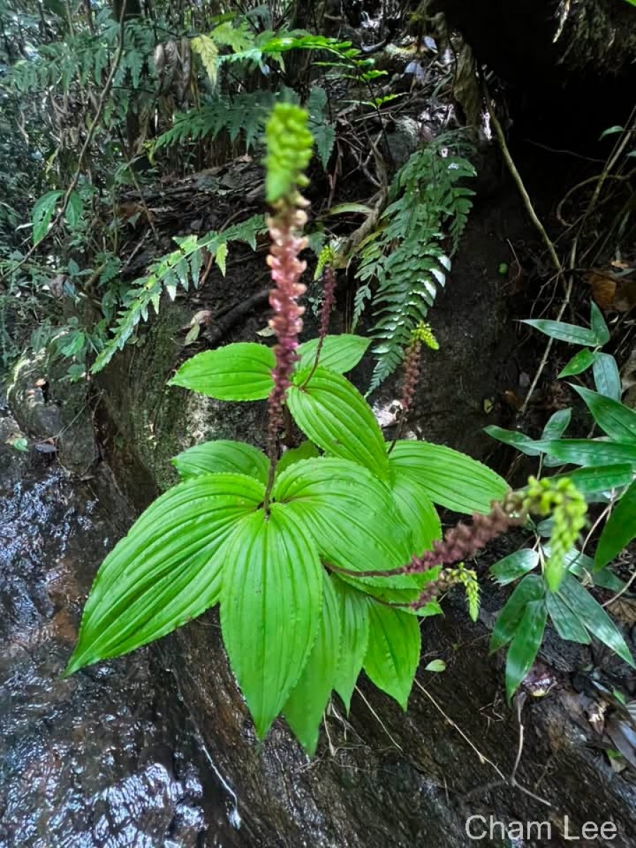 Crepidium versicolor (Lindl.) Sushil K.Singh, Agrawala & Jalal